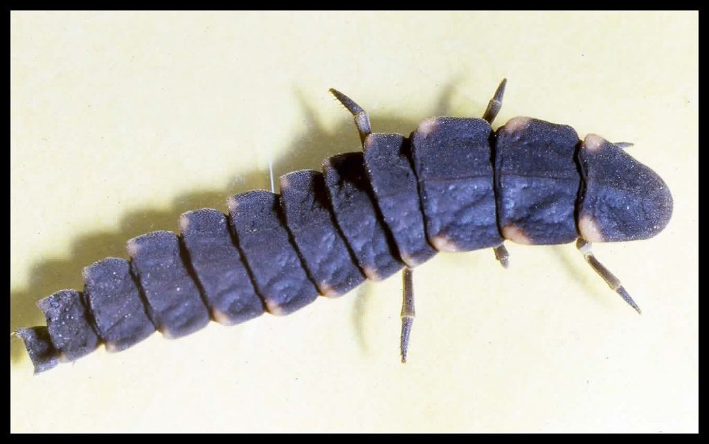 светляк обыкновенный (Lampyris noctiluca)