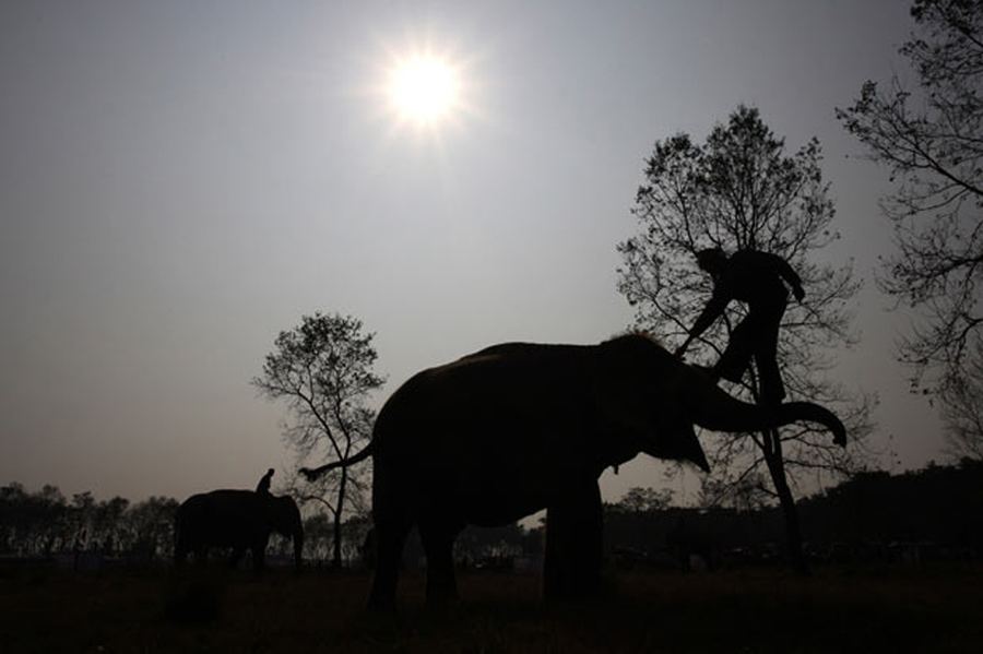 Конкурс красоты среди слонов в Непале