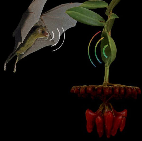 Летучая мышь и лиана Marcgravia evenia (иллюстрация авторов исследования).