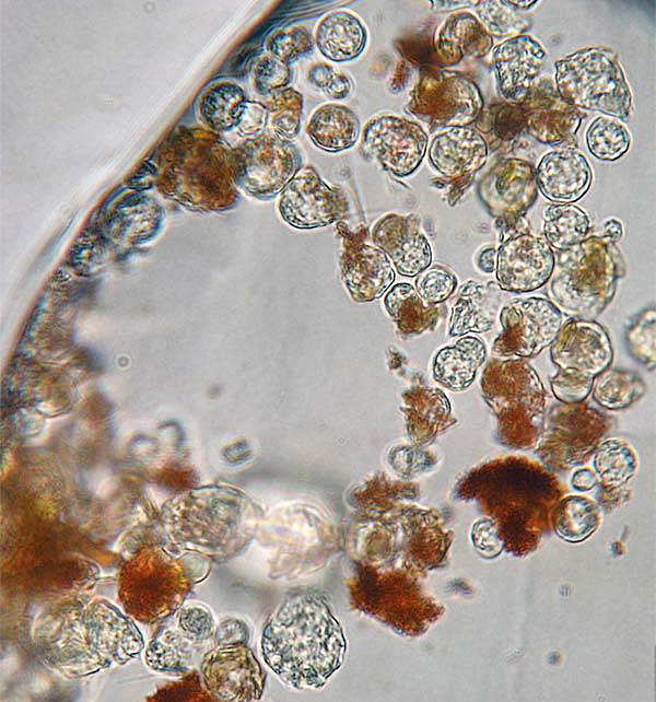 Они… живые!!! Цветные пятна — «корм» древних бактерий, одноклеточные водоросли дуналиелла. (Фото Brian Schubert / Binghamton University.)
