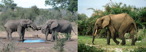 Спутать африканских лесных слонов (справа) с их собратьями из саванны (слева) непросто. Первые обитают в плотных зарослях Западной Африки, в холке они на метр ниже и весят почти в два раза меньше. Кроме того, у них округлые (не заострённые) уши, а хобот более длинный и прямой, нежели у слонов, проживающих на территории Южной и Восточной Африки (фото A. Schaefer, N. Georgiadis).