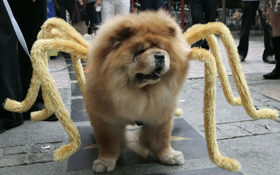 Собаки в карнавальных костюмах