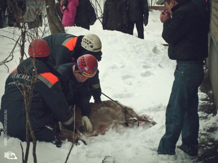 Спасение раненой косули в ярославском дворе
