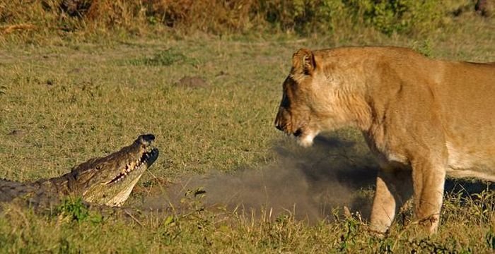 Крокодил и львицы: борьба не на жизнь, а насмерть