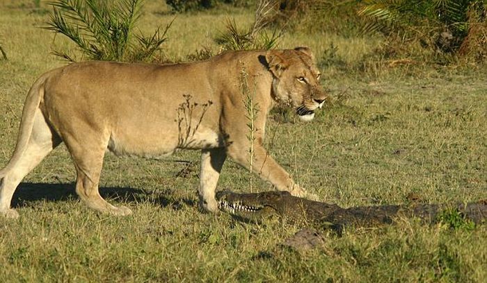 Крокодил и львицы: борьба не на жизнь, а насмерть