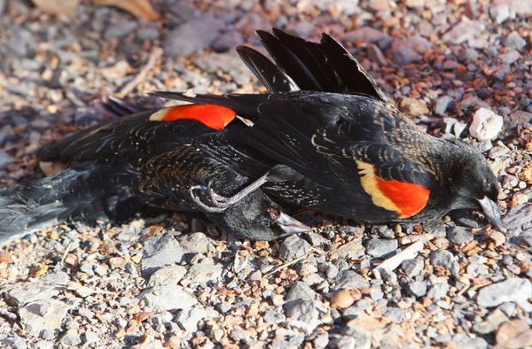 В штате Арканзас с неба упало 2000 мертвых птиц