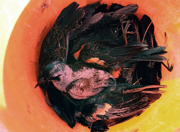 В штате Арканзас с неба упало 2000 мертвых птиц