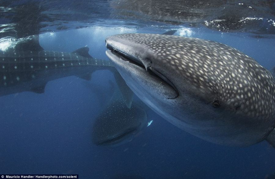 Фотограф заглянул в пасть китовой акулы