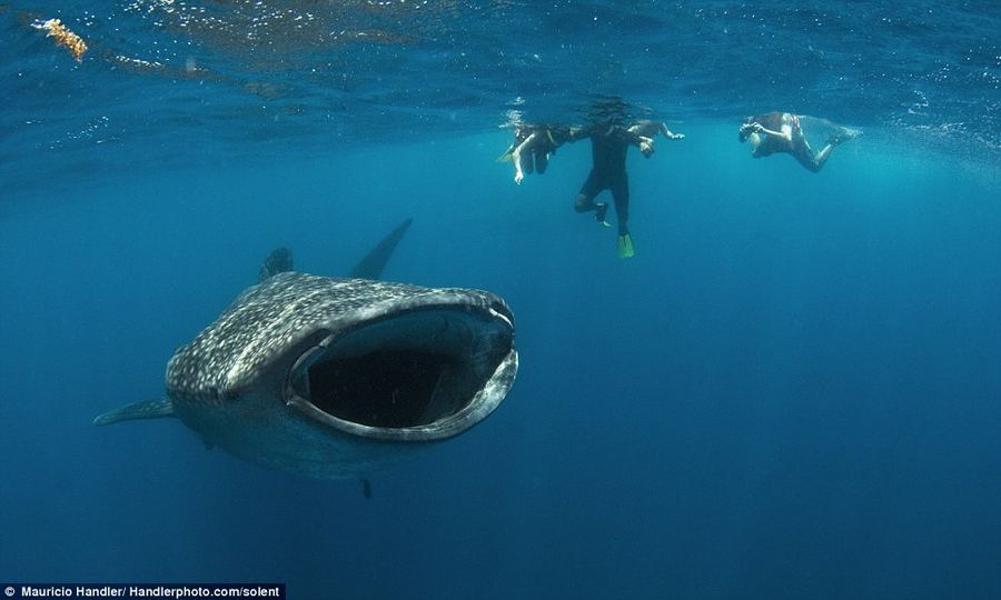 Фотограф заглянул в пасть китовой акулы