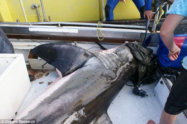 Белая акула запрыгнула в лодку к исследователям