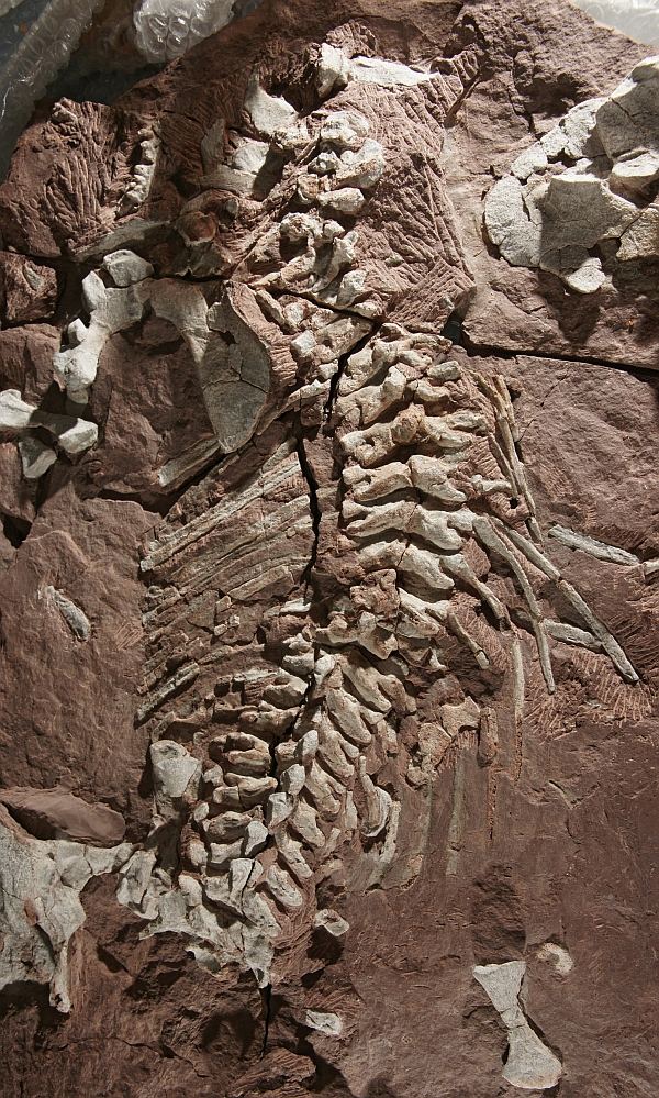Останки Orobates pabsti из Бромакера. Эта рептилия жила 270–290 млн лет назад.
