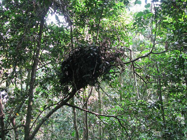 Гнездо шимпанзе