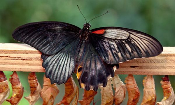В лондонском Музее естествознания родилась редкая бабочка