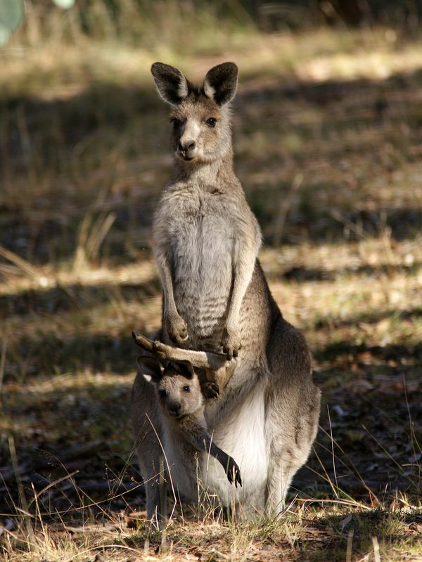 Гигантский кенгуру с детёнышем 