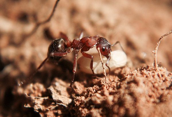 Муравей-рабовладелец с яйцом муравья другого вида 