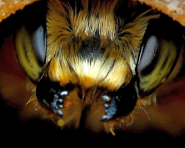 Приснившаяся пчела — к прибыли и благополучию.