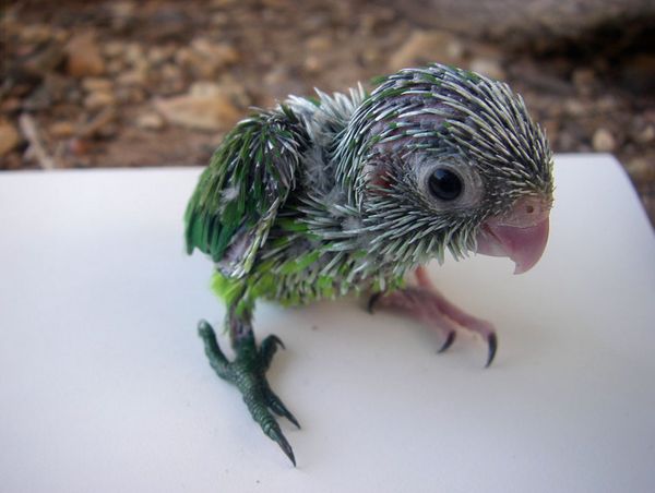 Птенец зеленохвостого воробьиного попугайчика