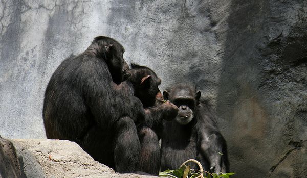 Беседа в тесном кругу шимпанзе обыкновенных