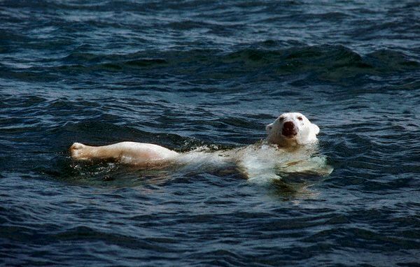 Медведи чувствуют себя в воде вполне вольготно — если только не нужно плыть много часов подряд. (Фото Dan Guravich / Corbis.)
