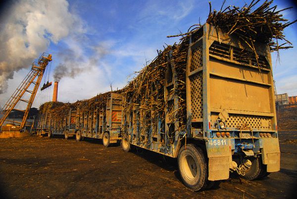 Сахарный тростник может вскоре получить название «полиэтиленового тростника»: из него можно эффективно получать не только сахар, но и самый распространённый пластик. (Фото Paulo Fridman / Corbis.)