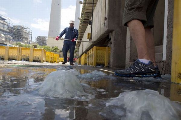В Израиле из-за наплыва медуз приостановлена работа электростанции