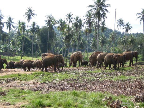 Стадо диких слонов
