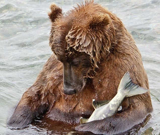 дикие медведи на рыбалке