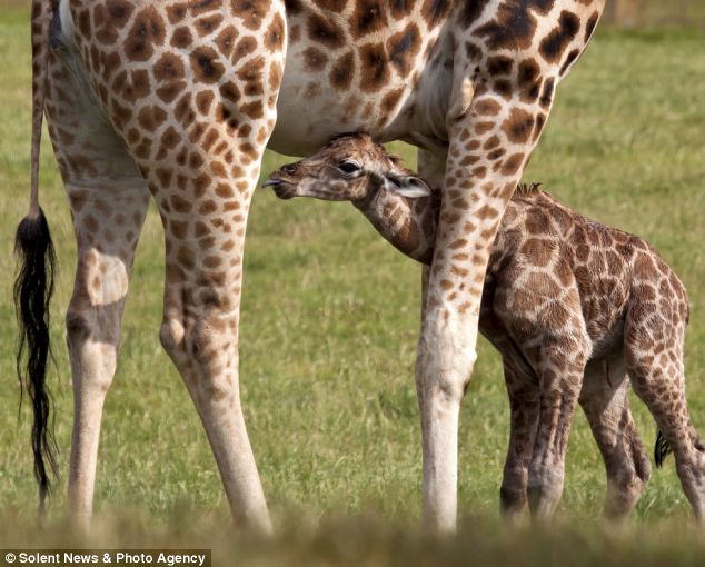 Сколько всего детенышей жирафа родилось за два. Рождение жирафа. Самка и самец жирафа. Жираф с детенышем.