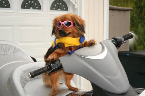 Собаки на скутере