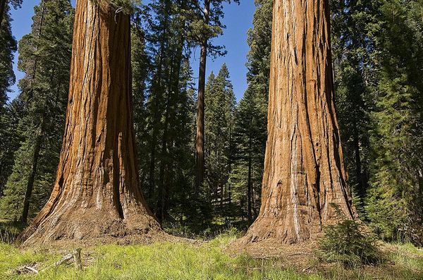 Самые высокие деревья на Земле — секвойи (национальный парк «Секвойя» в Калифорнии