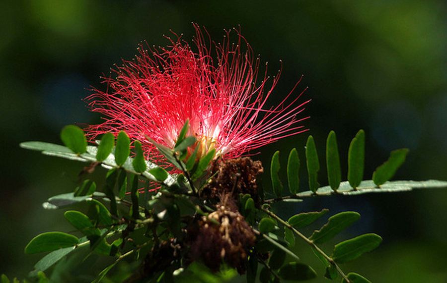 Потрясающие тропические цветы со всего света