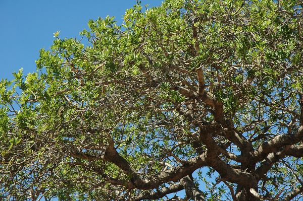 Удивительное дерево Марула (лат. Sclerocarya birrea)