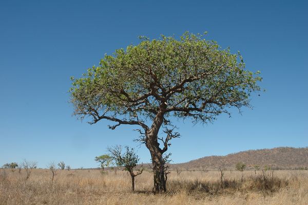Удивительное дерево Марула (лат. Sclerocarya birrea)