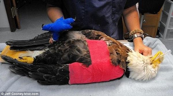 Ветеринар спас своим дыханием белоголового орлана