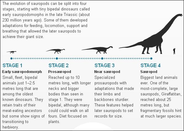 Этапы эволюции зауроподов (здесь и ниже иллюстрации из журнала Nature).