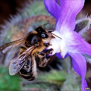 У медоносных пчёл память лучше утром