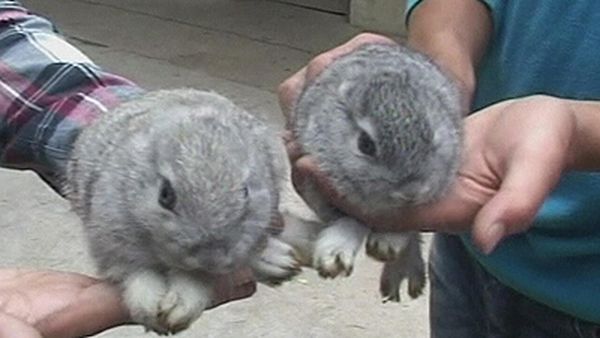 В Китае крольчиха родила безухих кроликов