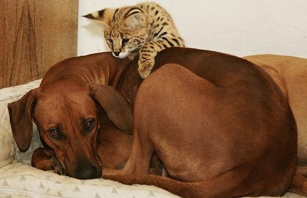Межвидовая дружба среди животных
