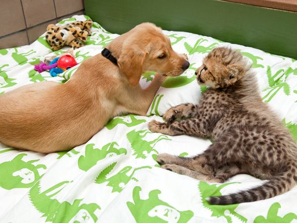 Необычная дружба гепарда и собаки