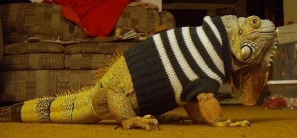 Животные в свитере
