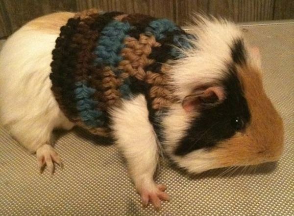 Животные в свитере