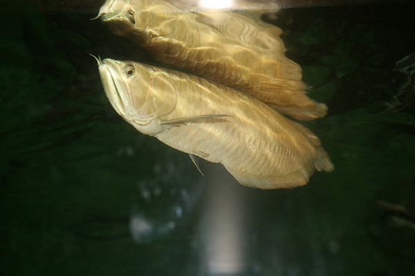 Костноязыкий Osteoglossum bicirrhosum. У этих рыб язык усажен костными выростами в виде зубов. 
