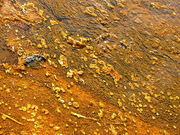 Золотистые водоросли на дне реки 