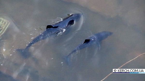 На керченском заводе ''Залив'' спасли двух дельфинов
