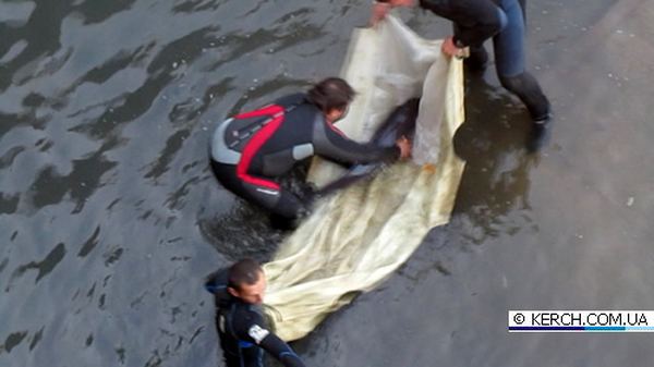 На керченском заводе ''Залив'' спасли двух дельфинов