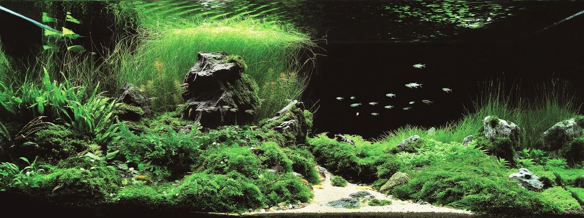 Самые красивые аквариумы (IAPLC 2010)