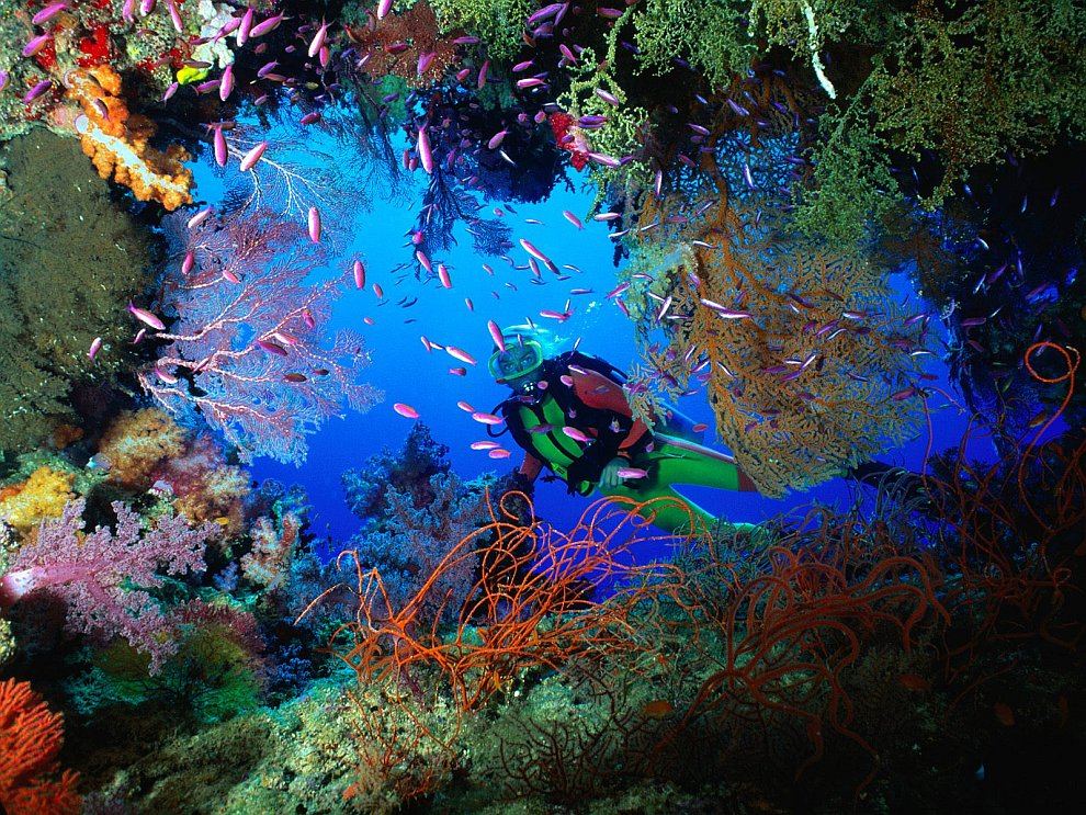 Кораллы Большого барьерного рифа