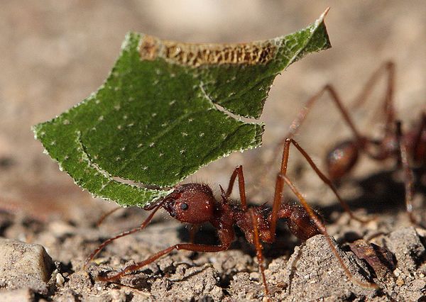Техасский муравей-листорез Atta texana несёт кусочек листа в муравейник.