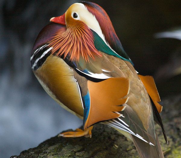 Выдающийся пример разнообразия перьевой расцветки — утка-мандаринка