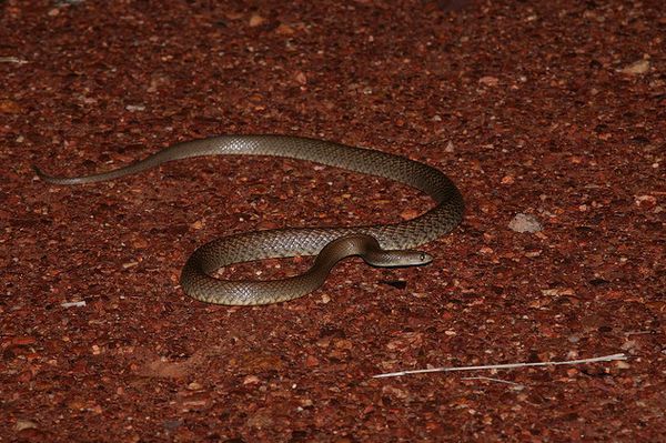 Одна из самых неприятных змей Австралии, восточная коричневая змея Pseudonaja textilis